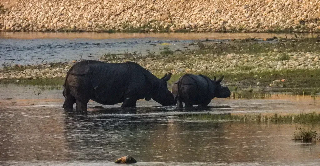 A Walk on the Wild Side: Exploring the Untouched Wilderness of Bardia National Park